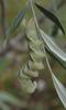 Acherontia atropos